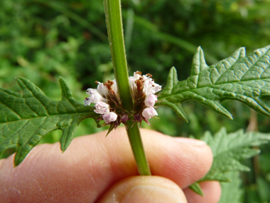 Petites fleurs blanches tachetées de rouge et verticillées à la base des feuilles. Agrandir dans une nouvelle fenêtre (ou onglet)